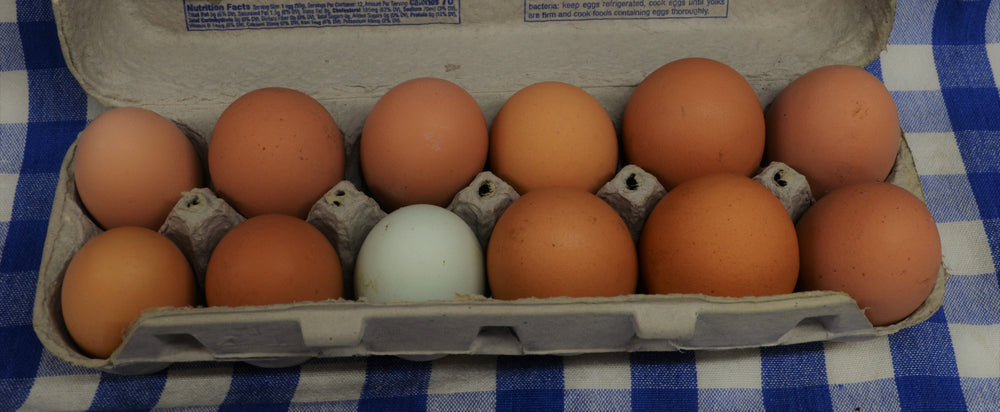 Chicken Eggs (1 dozen)