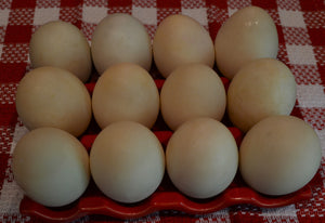 
                  
                    Duck Eggs ( Price per Dozen)
                  
                